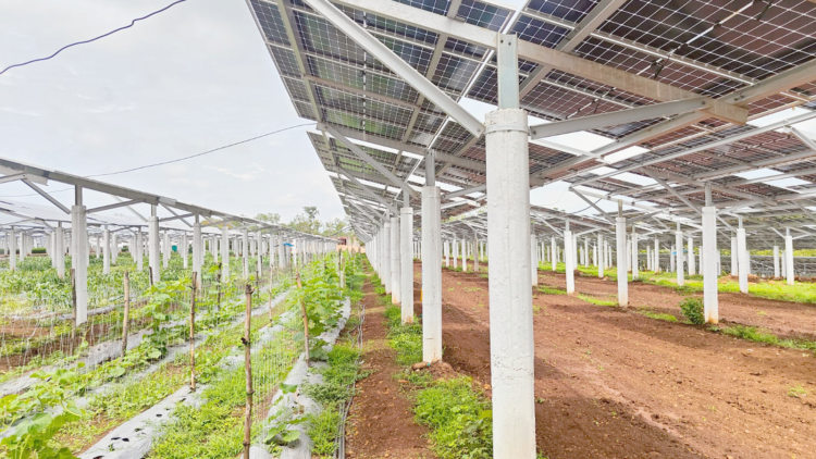 The Human Side of Energy Transition in India