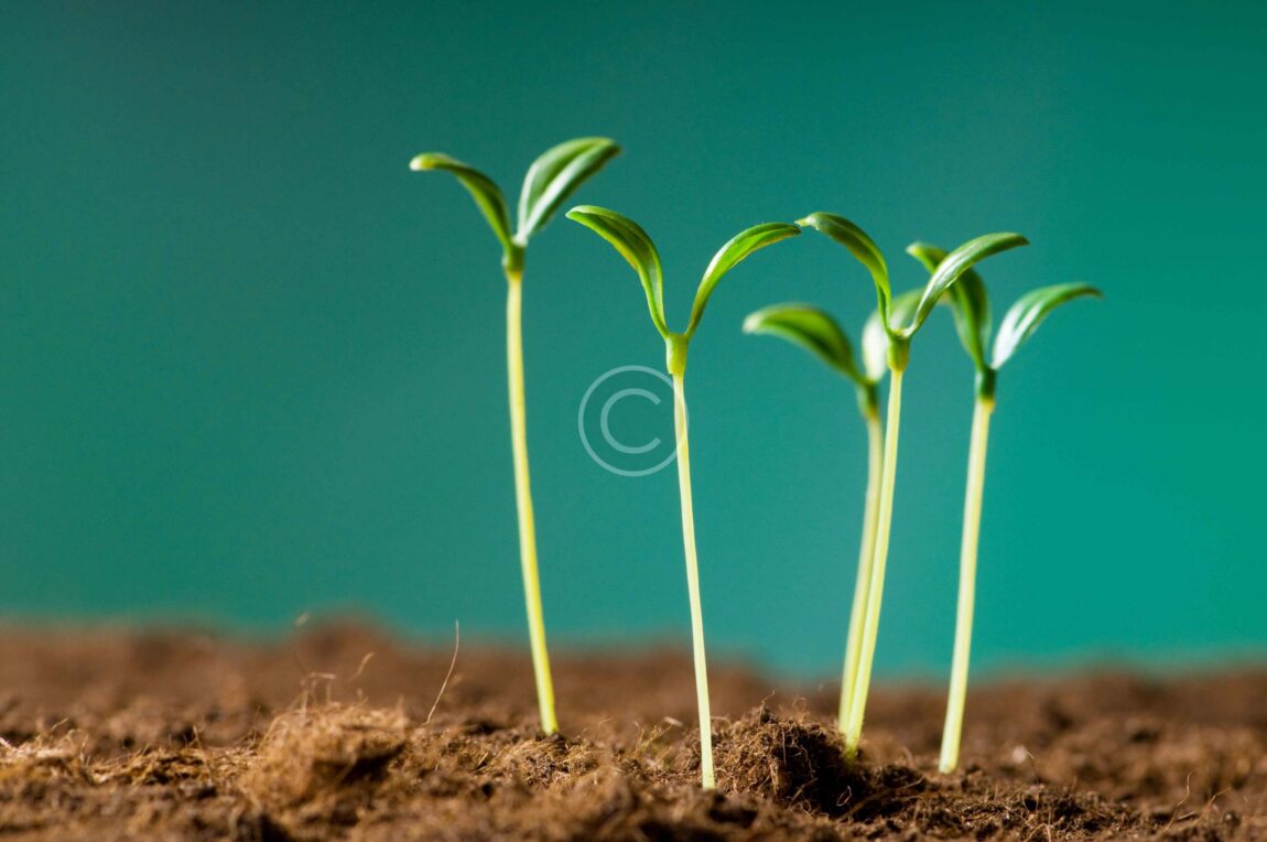 bigstock-Green-seedling-illustrating-co-14319230-1-scaled.jpg