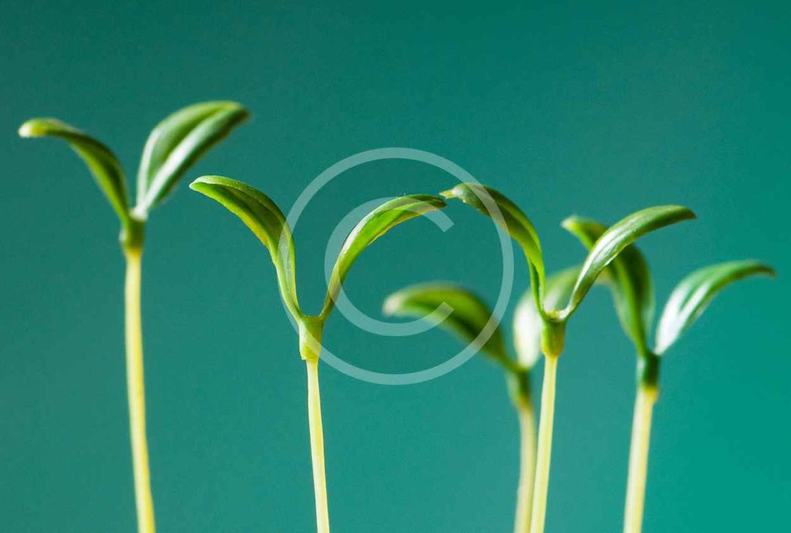 bigstock-Green-seedling-illustrating-co-14319230.jpg